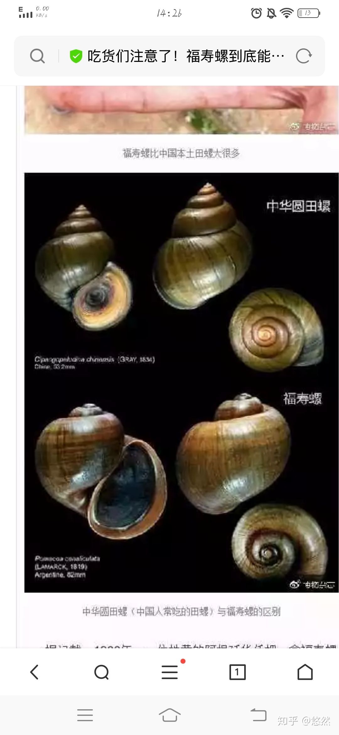 福寿螺和田螺区分图片
